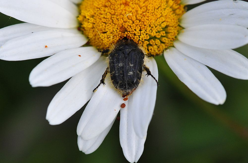 La vita in un fiore - seconda parte